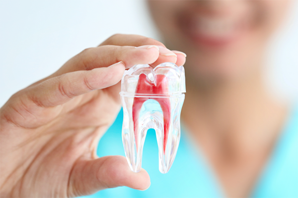 شناخت ساختار دندان